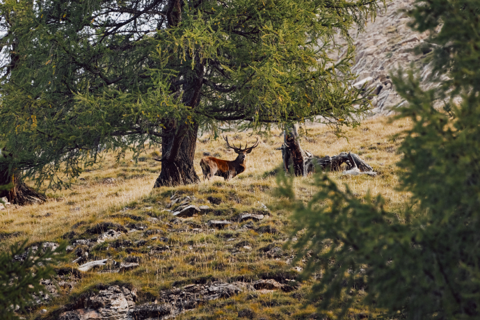 Kapitaler Rothirsch während der Brunftzeit im Schweizerischen Nationalpark