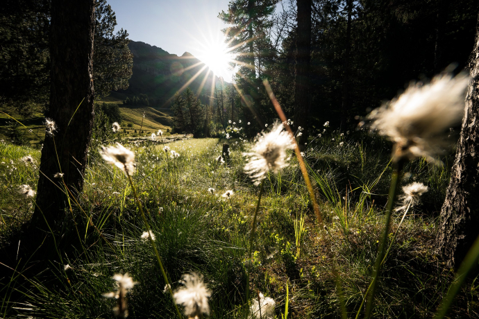 Wollgräser beim Palpuognasee (Foto: © GRF, Marco Hartmann) Wollgräser beim Palpuognasee