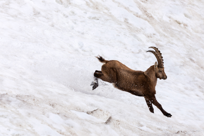 Steinbock im Schnee