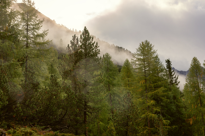 Wald im Schweizerischen Nationalpark. (Foto: © Nico Schaerer) Wald im Schweizerischen Nationalpark.