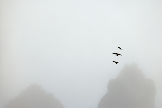 Drei Kolkraben fliegen über nebelverhangene Berggipfel.