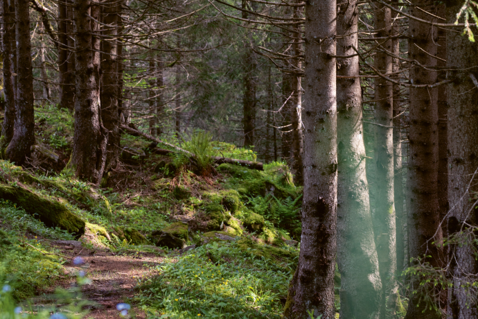 Wälder im Parco Val Calanca.