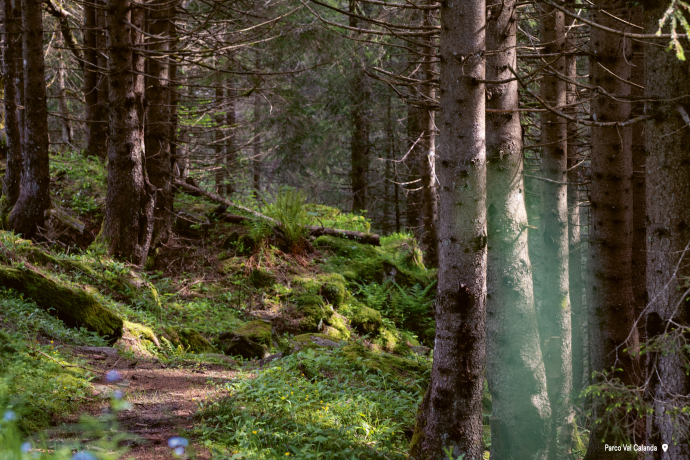 Wälder im Parco Val Calanca.