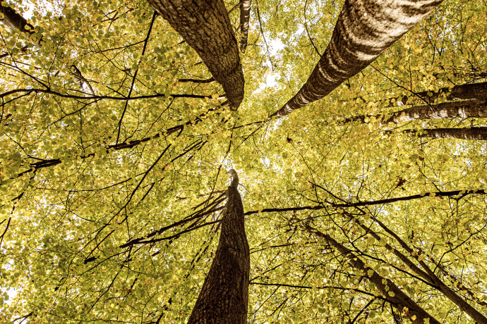 Wald (Foto: © Switzerland Tourism / Rob Lewis Photography)