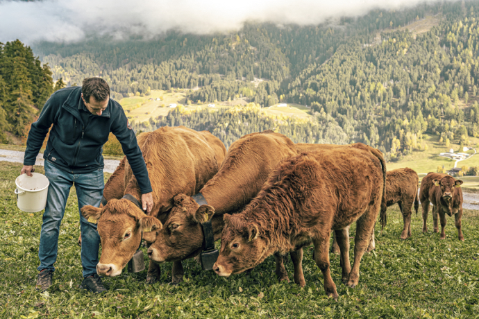 Nähe zur Landwirtschaft erleben: auf dem Bauernhof mithelfen und das Leben der Tiere kennenlernen (Foto: © Schweiz Tourismus / Christian Meixner) Bauer füttert eine Herde brauner Rinder