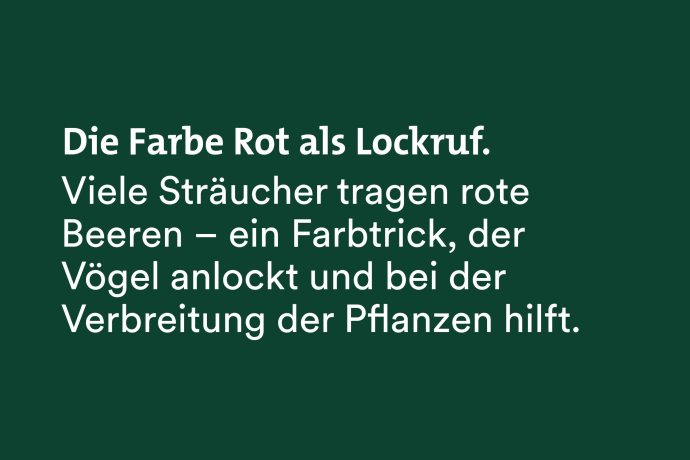 Fun Fact Fairtrail: Sträucher tragen rote Beeren, welche die Vögel anlocken, was zur Verbreitung beiträgt. Fun Fact Fairtrail: Sträucher tragen rote Beeren, welche die Vögel anlocken, was zur Verbreitung beiträgt.