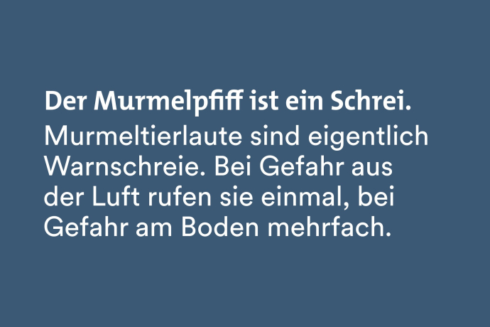 Fun Fact Fairtrail: Der Murmeltierpfiff ist ein Warnschrei für kommende Gefahr. Fun Fact Fairtrail: Der Murmeltierpfiff ist ein Warnschrei für kommende Gefahr.