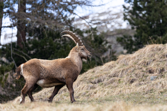 Steinwild in Pontresina (Foto: © GRF, Thalia Wünsche) Steinwild in Pontresina