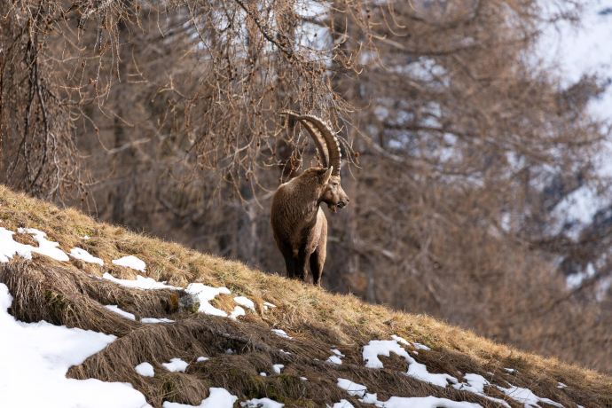 Steinwild in Pontresina (Foto: © GRF, Thalia Wünsche) Steinwild in Pontresina