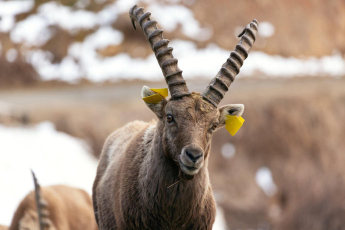 Steinwild in Pontresina (Foto: © GRF, Thalia Wünsche) Steinwild in Pontresina