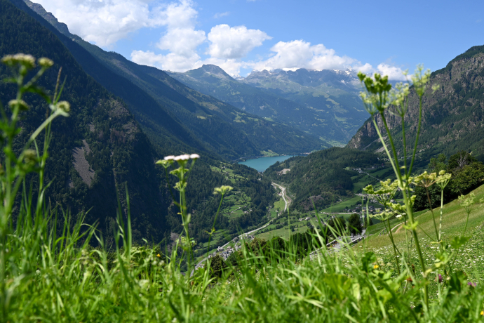 Der Abstieg von der Azienda Pedretti führt am Lago di Poschiavo vorbei, einem natürlichen Stausee (Foto: © Selena Raselli) Blick von Viano über die Wiesen ins Valposchiavo mit dem Lago di Poschiavo im Tal und umliegenden Bergen