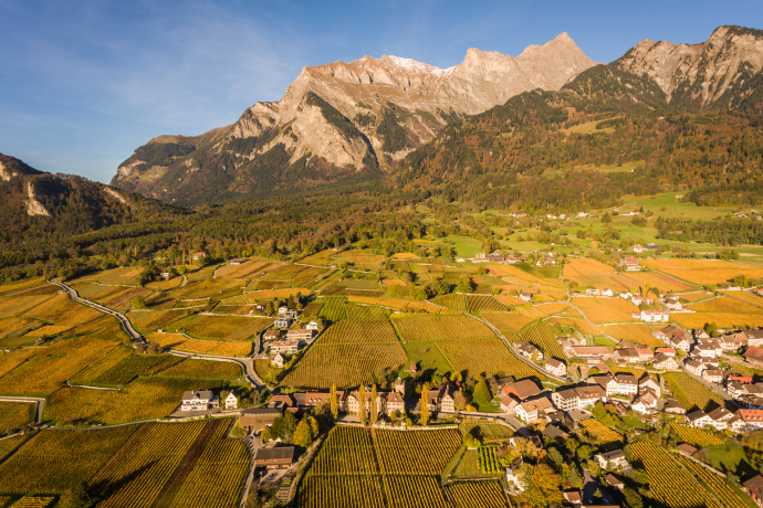Da, wo der Blauburgunder wächst: Maienfeld ist bekannt für mildes Klima und für einige der ältesten Weingüter Europas (Foto: © Heidiland Tourismus / Thomas Kessler) Herbstliche Rebberge der Bündner Herrschaft mit Blick auf Maienfeld und den Falknis
