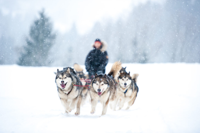 Mehrere Huskys ziehen einen Schlitten durch frischen Schnee, begleitet von wirbelnden Schneeflocken und einem unscharfen Fahrer im Hintergrund.