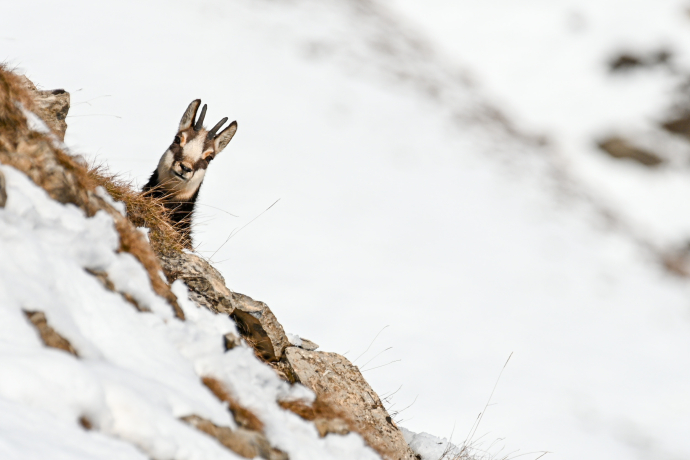 Ein neugieriges Gams blickt zwischen Felsen und Schneefeldern hervor, inmitten der winterlichen Engadiner Berglandschaft.