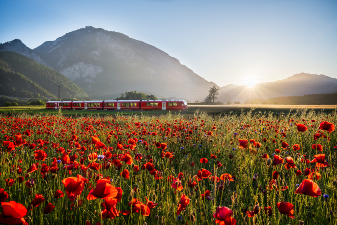 Train des Chemins de fer rhétiques passant devant un champ de coquelicots en fleurs