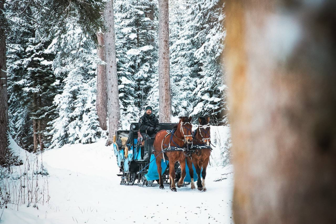 Zwei Pferde ziehen einen Schlitten durch den verschneiten Wald in der Lenzerheide