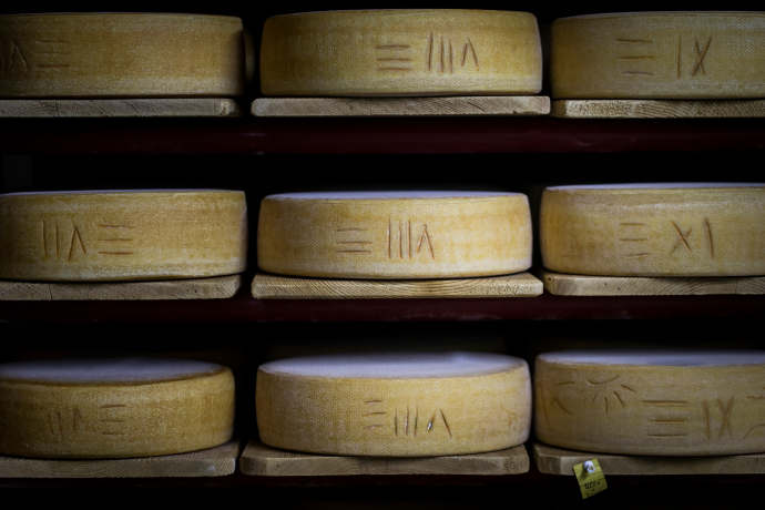 Wheels of Graubünden alpine cheese maturing on wooden shelves in a cheese cellar