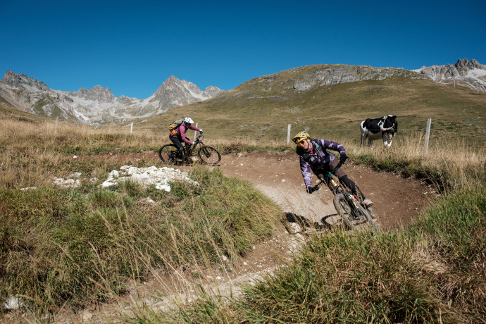 Zwei Mountainbikerinnen durchfahren eine flowige Erdkurve auf einer Alpweide mit einer Kuh am Wegrand