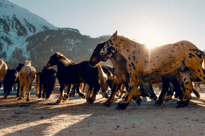 Gymnastik für die Pferdeschar. (Foto: ©️ Schweiz Tourismus / Lorenz Richard) Gymnastik für die Pferdeschar. (Foto: ©️ Schweiz Tourismus / Lorenz Richard)
