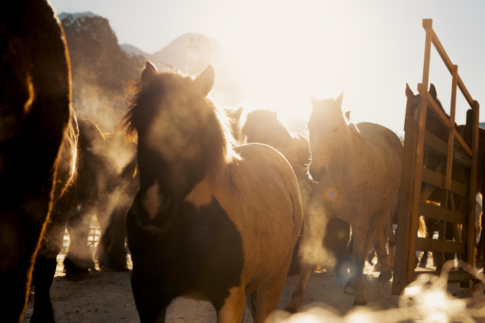 Nach dem Aufwärmen stürmen die Pferde zurück in den Stall. (Foto: ©️ Schweiz Tourismus / Lorenz Richard) Nach dem Aufwärmen stürmen die Pferde zurück in den Stall. (Foto: ©️ Schweiz Tourismus / Lorenz Richard)