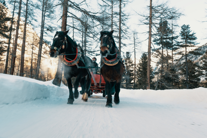 Die Winter-Idylle lässt sich im Pferdeschlitten noch besser geniessen. (Foto: ©️ Schweiz Tourismus / Lorenz Richard)