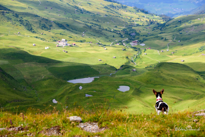 Hund auf den Fideriser Heubergen (Foto: © Heuberge AG)