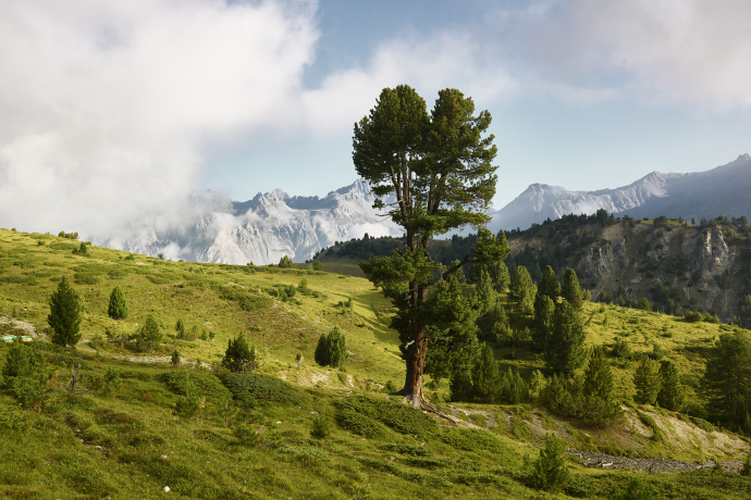 Schweizerischer Nationalpark (Foto: © Stefan Schlumpf) Schweizerischer Nationalpark (Foto: © Stefan Schlumpf)