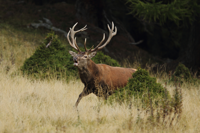 Rothirsch im Schweizerischen Nationalpark im Unterengadin, Graubünden