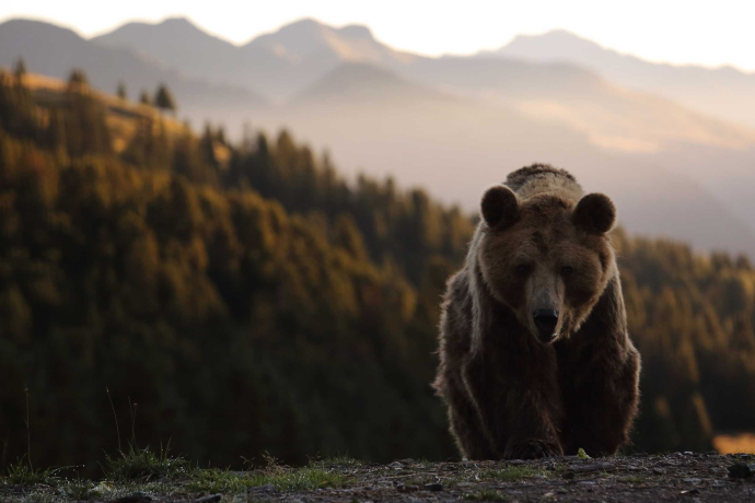 Braunbär Meimo im Arosa Bärenland (Foto: © Stiftung Arosa Bären / VIER PFOTEN) Braunbär Meimo im Arosa Bärenland (Foto: © Stiftung Arosa Bären / VIER PFOTEN)