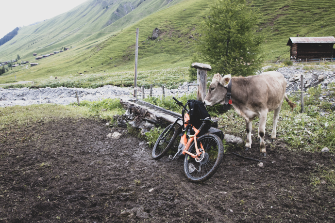 Kuh riecht am Rucksack (© Martin Hoch)