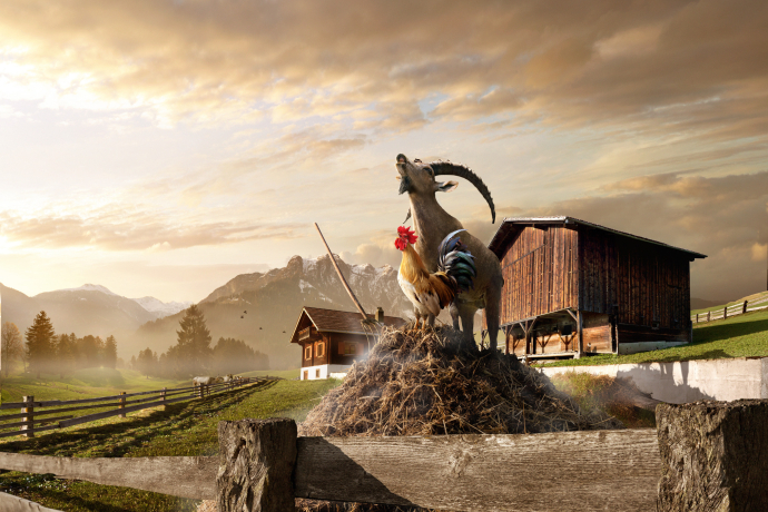 Steinbock Gian auf dem Bauernhof