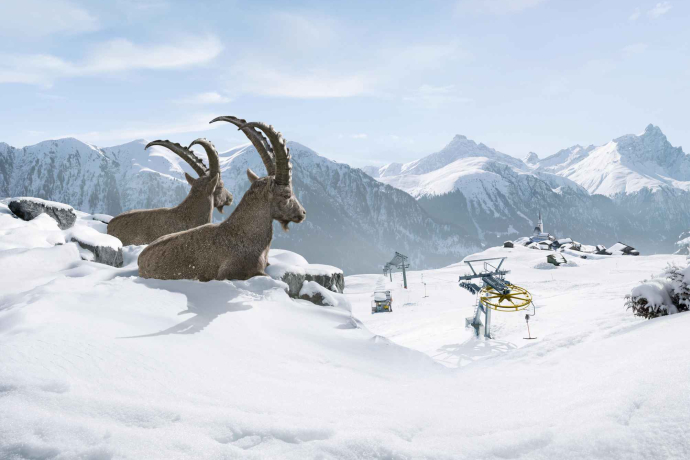 Gian und Giachen über dem Skigebiet Tenne (© Graubünden Ferien)