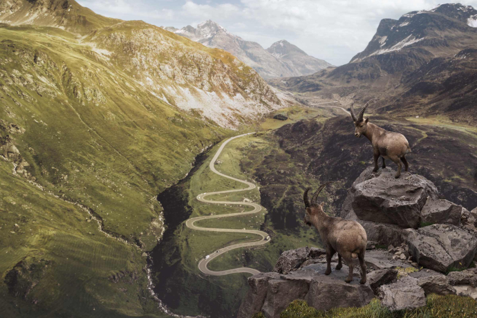 Steinböcke blicken auf Alpenpass hinunter (Bild: © WIRZ)