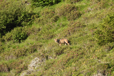 Wolf in Graubünden