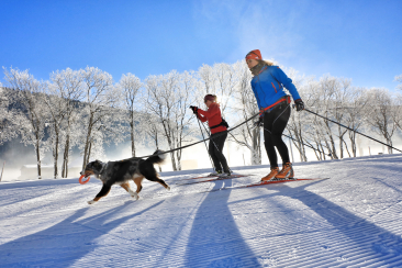 Langlaufen mit dem Hund
