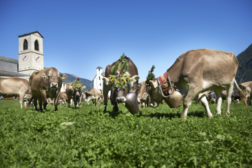 Kühe vor dem UNESCO-Weltkulturerbe Kloster St. Johann in Müstair