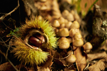 Festival della Castasegna im Bergell