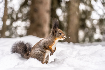 Eichhörnliweg in Arosa