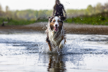 Ein Hund vergnügt sich in einem Badesee