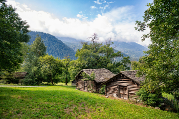 Kastanienwälder im Bergell