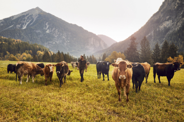 Vieh auf der Ranch Farsox in Alvaneu