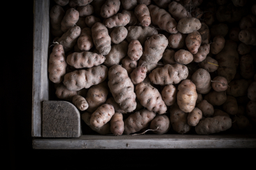 Bergkartoffeln vom Biohof Las Sorts in Filisur