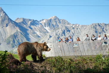 Gäste beobachten von einer Plattform die Bären im Arosa Bärenland