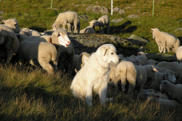 Ein Maremmano-Herdenschutzhund bewacht eine Schafherde