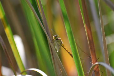 Libelle auf dem Golfplatz Alvaneu