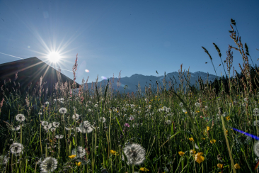 Blumenwiese in Luven