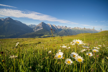Wiesenblumen und Berglandschaft im Unterengadin