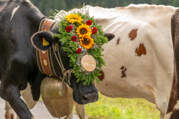 Zwei geschmückte Kühe am Alpabzug in Klosters Monbiel