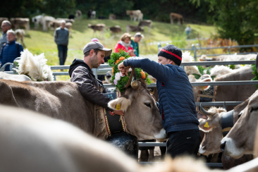Zwei Männer schmücken eine Kuh vor dem Alpabzug in Celerina