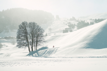 Langläufer auf einer schneebedeckten Loipe in der Region Disentis Sedrun, mit einem verschneiten Baum im Vordergrund